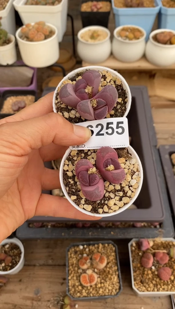 6255直播一物一拍