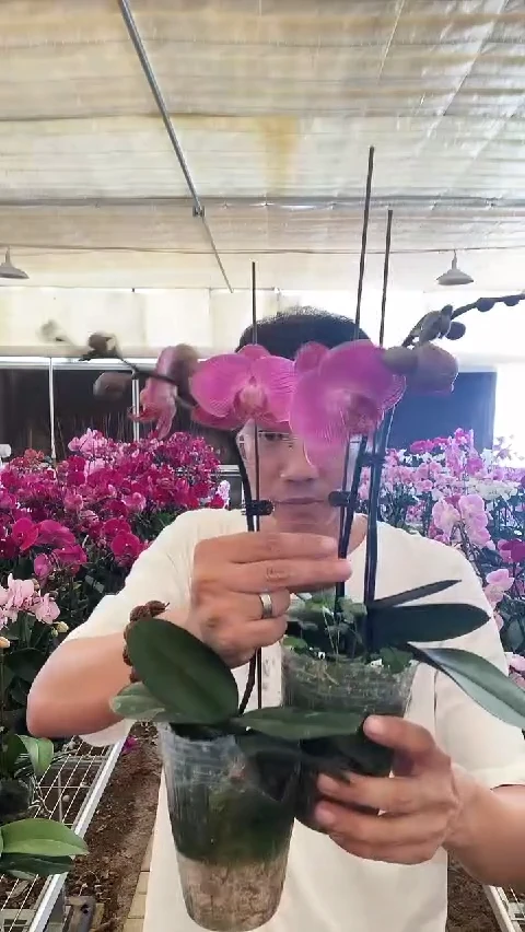 大部分开放少量花苞小玲珑1棵