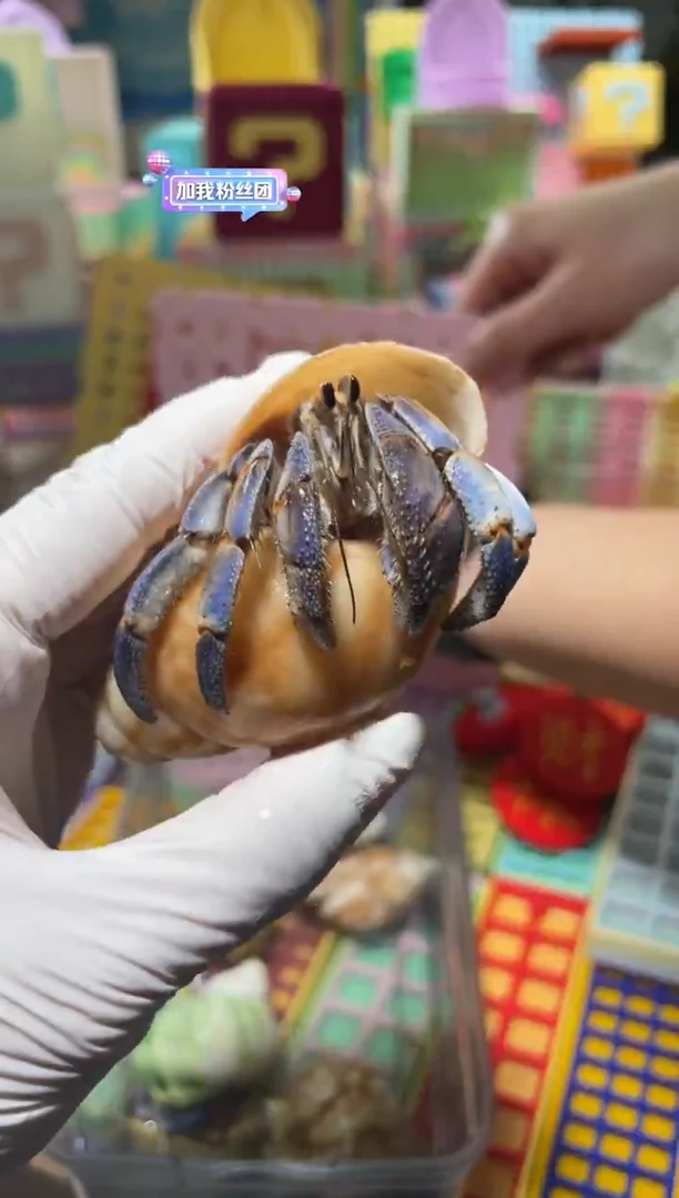 陌派有钳寄居蟹312紫陆