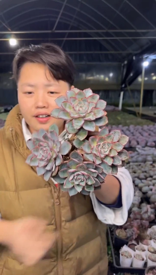 架子上多头脱土赫拉5.88