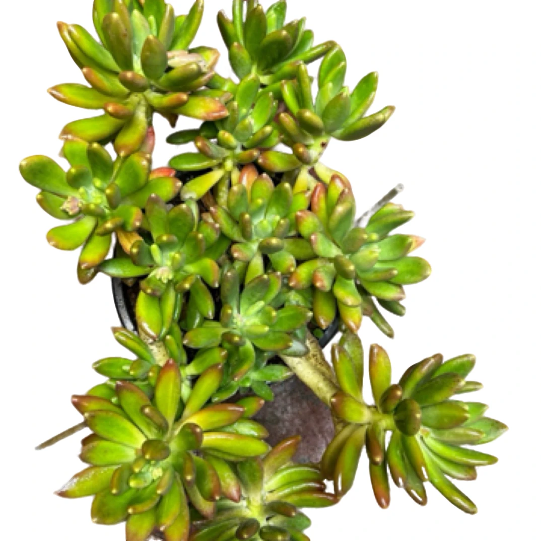 眼镜多肉（大群造型金蝉）整装老桩飘枝盆栽盆景多肉