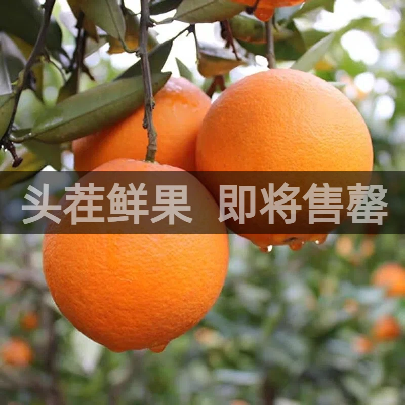 【果农自销】正宗四川高山脐橙非赣南橙子现摘老树橙应季新鲜水果