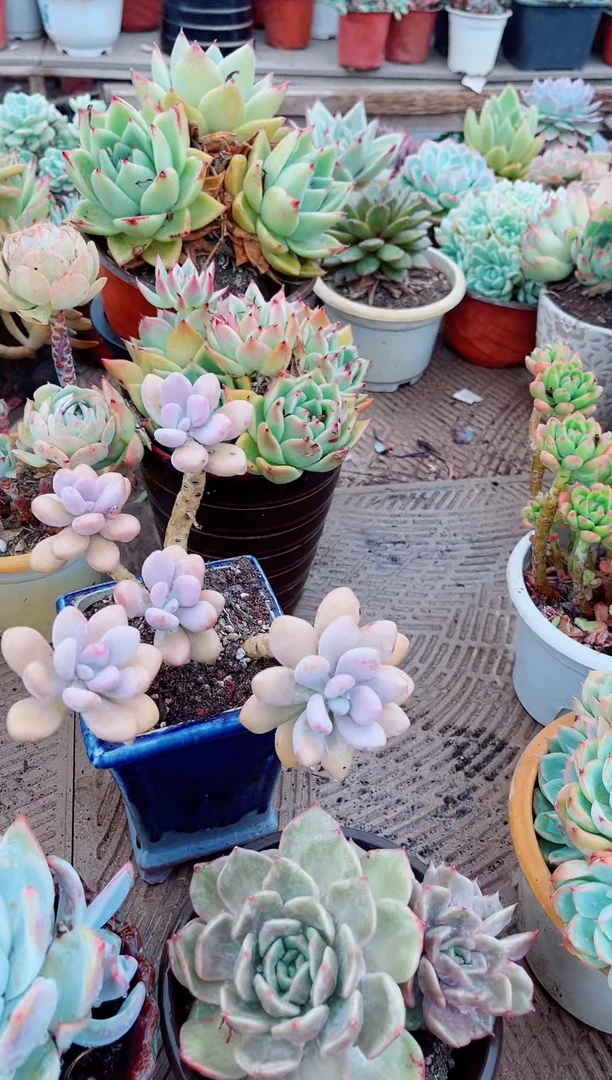 08159多肉植物一物一拍