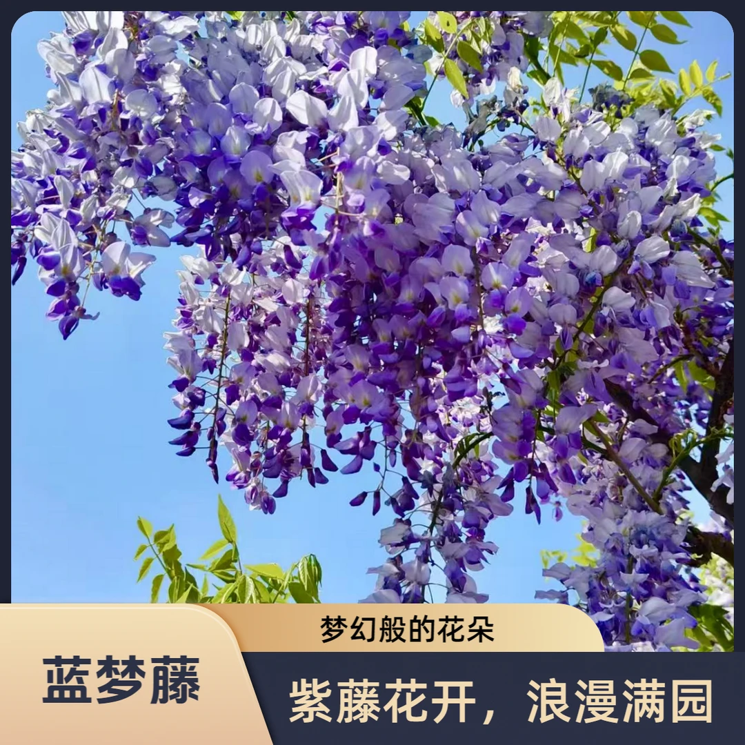 AM蓝色蓝梦藤多花紫藤  多花紫藤基地直发（直播间福利）