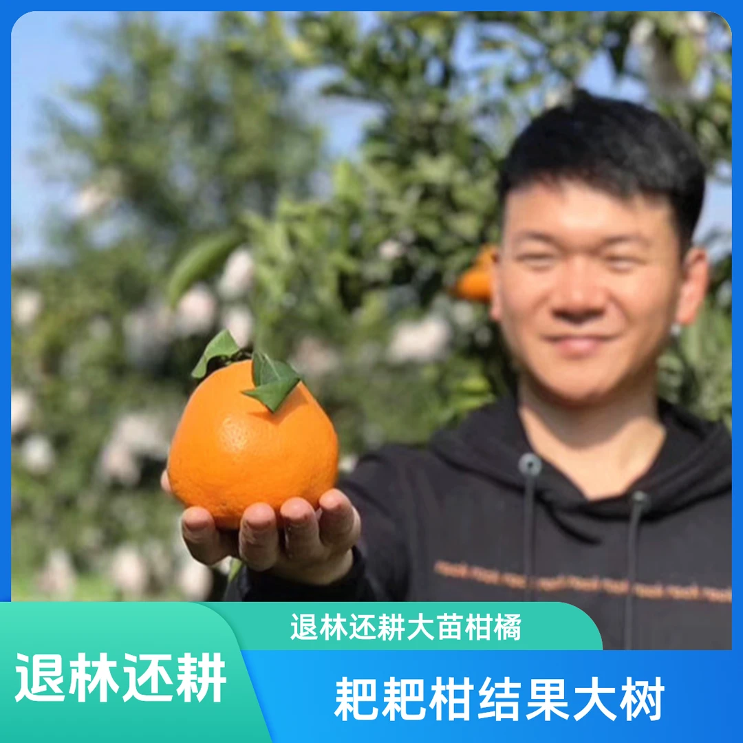 退林还耕 耙耙柑（春见）柑橘大苗，结果大树 大处理 非常实惠