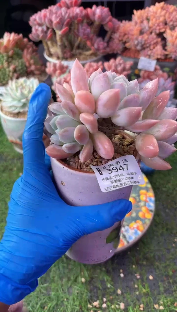 昆明印象多肉3947