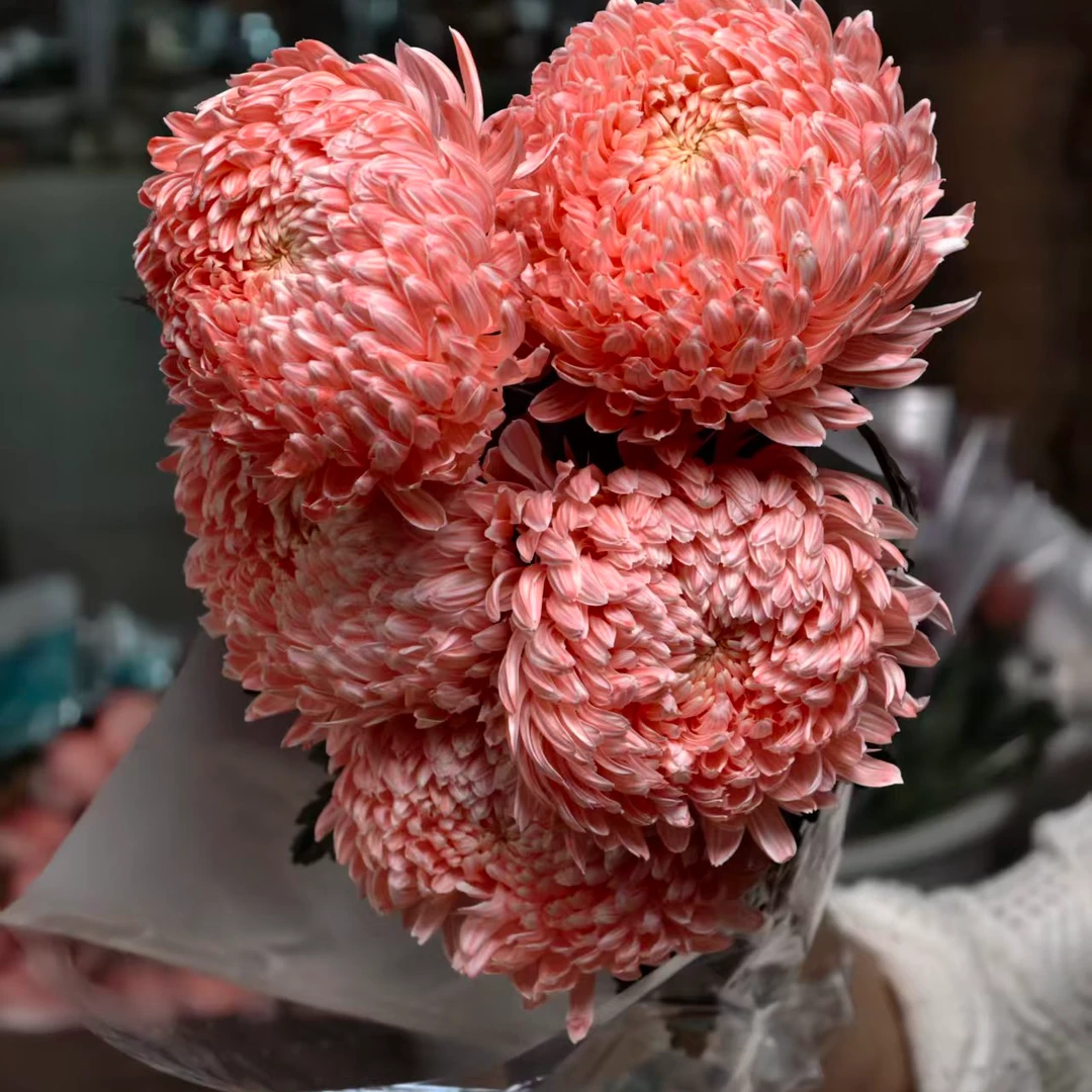 A级稀有大花貂蝉牡丹菊5支鲜花
