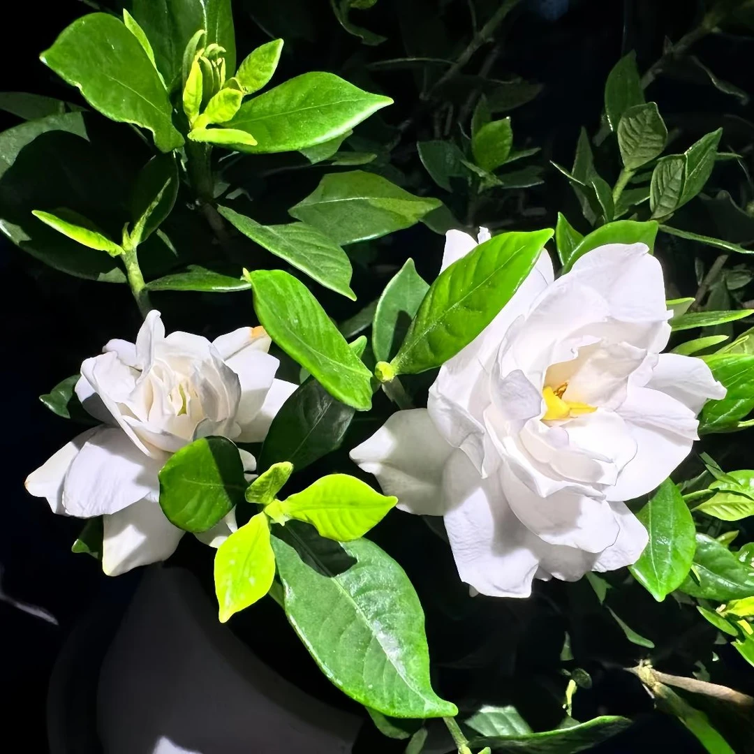 【法莲】栀子花贵货品种四季好养小叶浓香耐热绿植花卉室内外植物