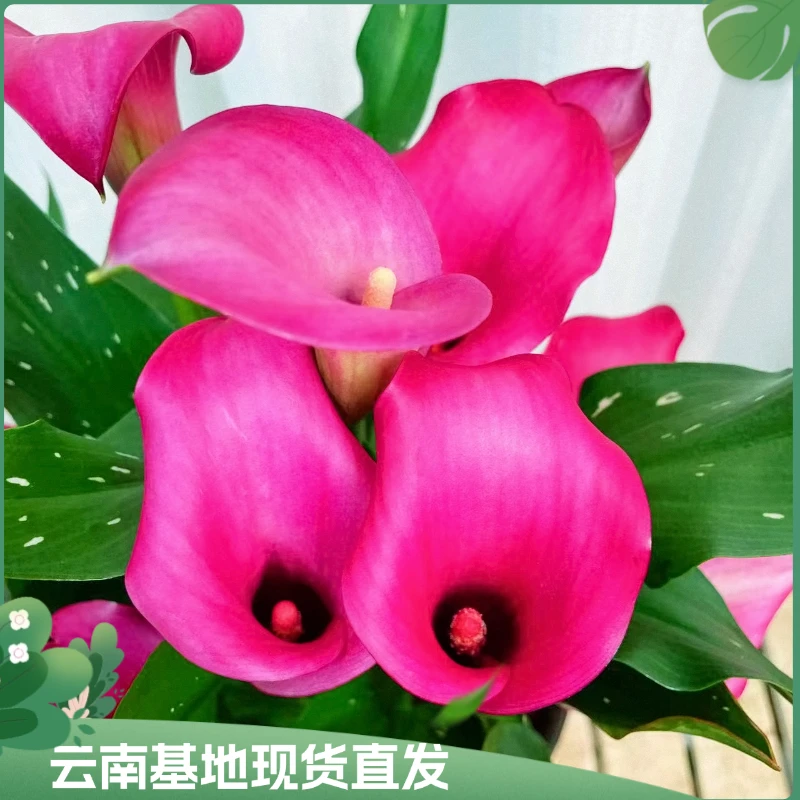 【马蹄莲樱桃】马蹄莲盆栽带花好看又好养花苞发货的花适合阳