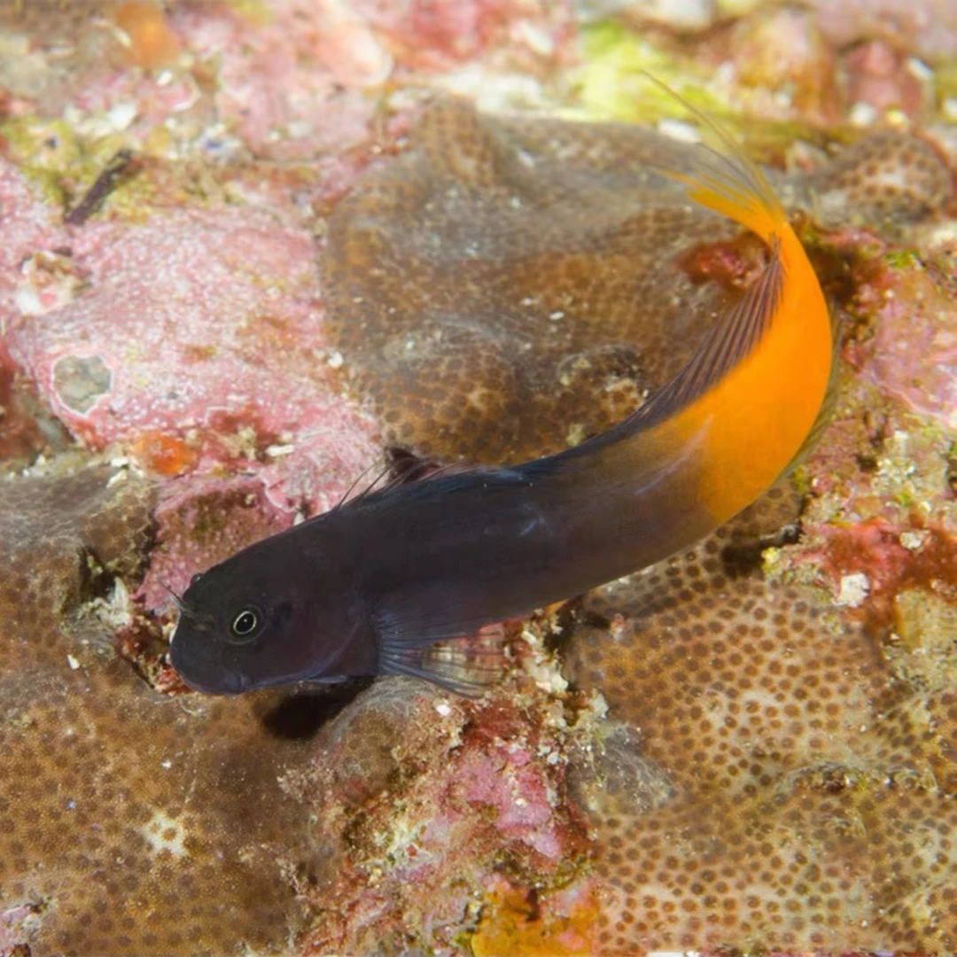 双色虾虎海水鱼售后需拍开箱视频（免包装费）