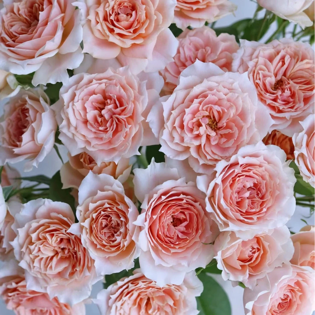 【粉色拉拉队】任意两单及两单以上鲜花顺丰冷链包邮发货