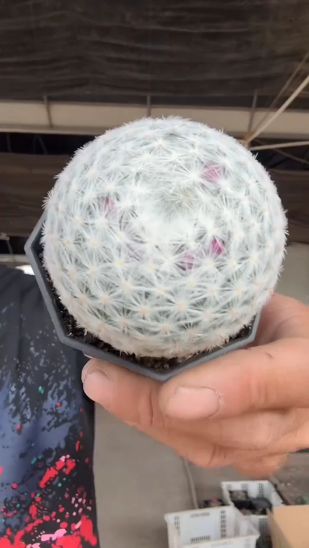 实生大型姬春星45.99