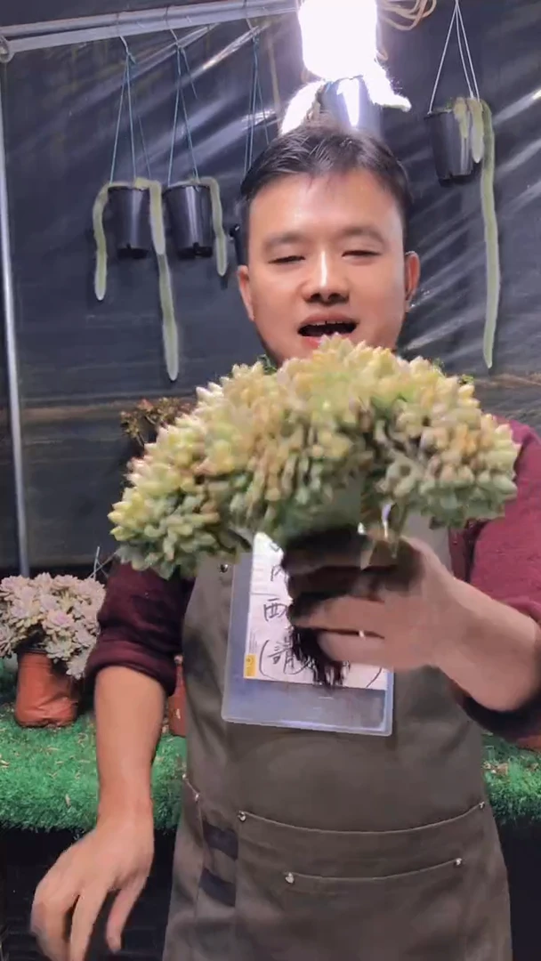 329缀化一物一拍