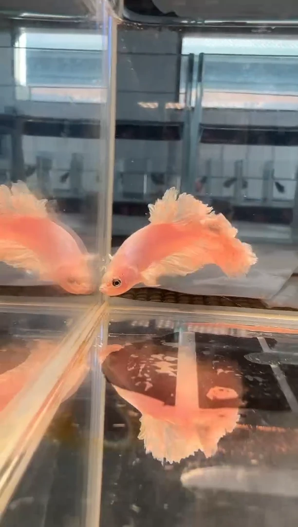斗鱼斗鱼绣球大耳朵斗鱼