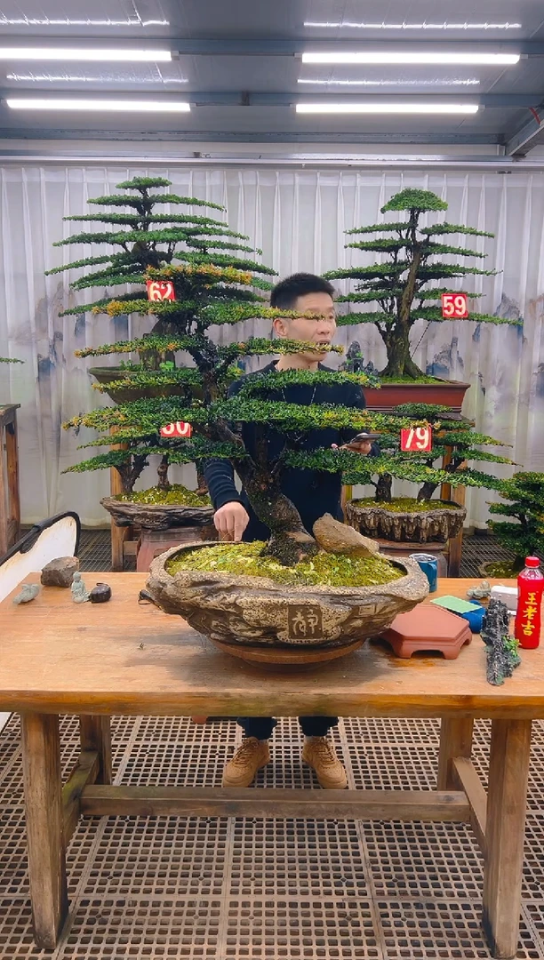 无花朵涅*哥精品盆景直播间一物一拍