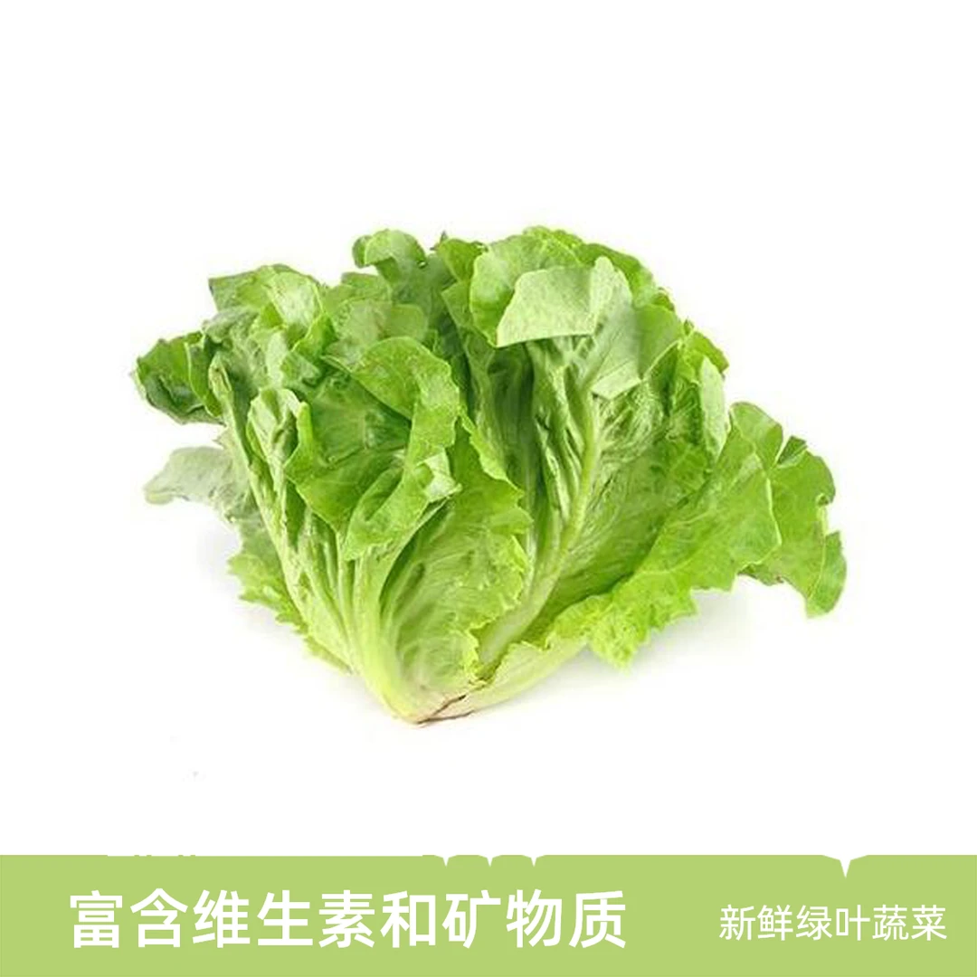 【生菜新货】生菜500g±20g生菜
