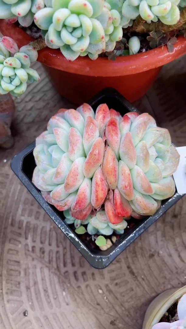 【闪购商品】15089