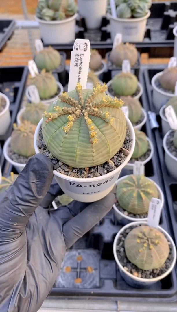 【闪购商品】布纹球FA-8243