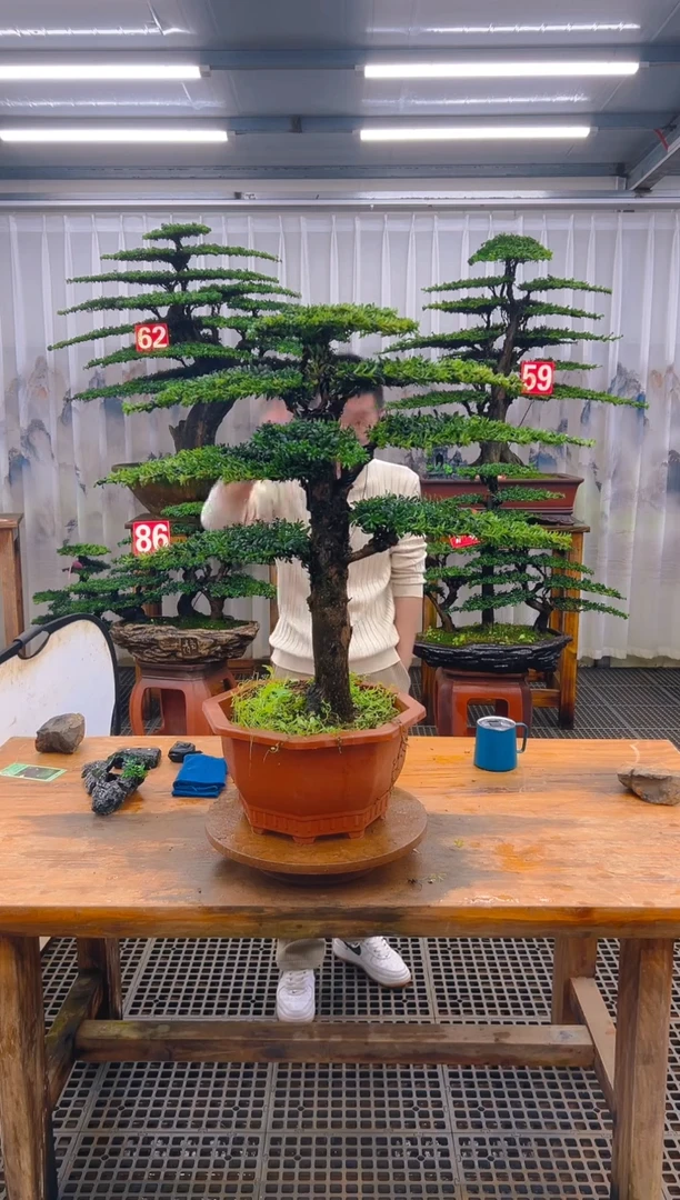 无花朵精品盆景直播间一物一拍