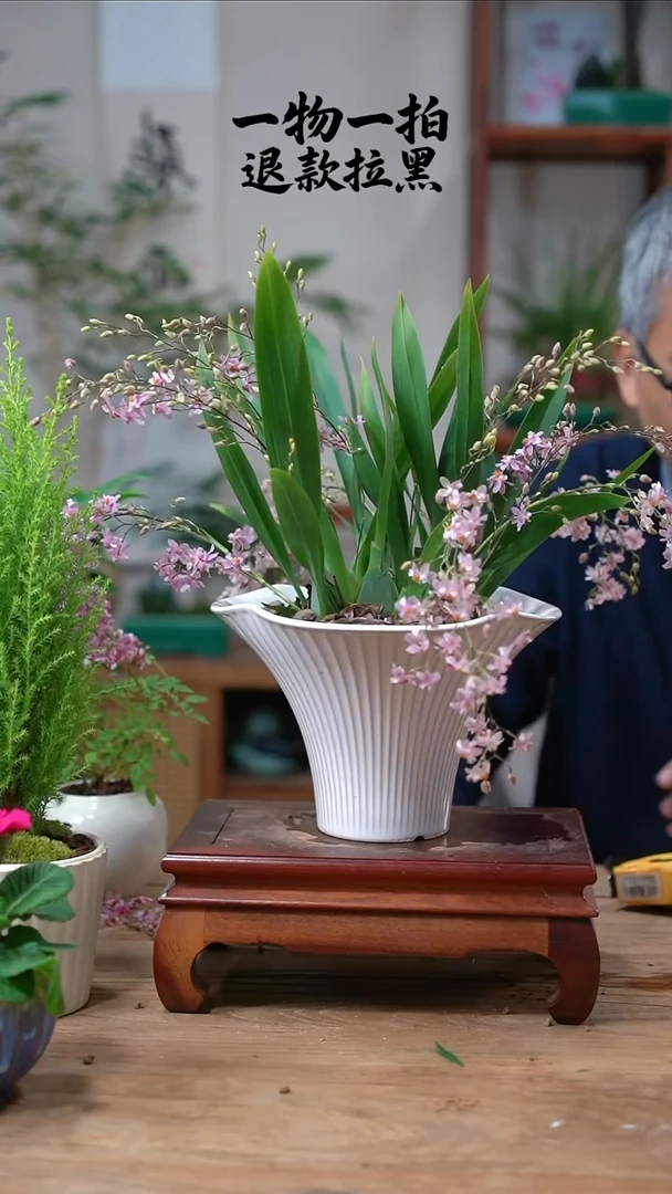 完全开放玉**子文心兰237