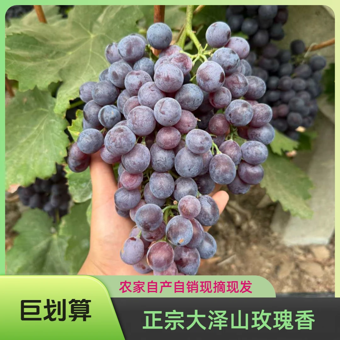山东大泽山正宗玫瑰香葡萄新鲜采摘孕妇水果零食