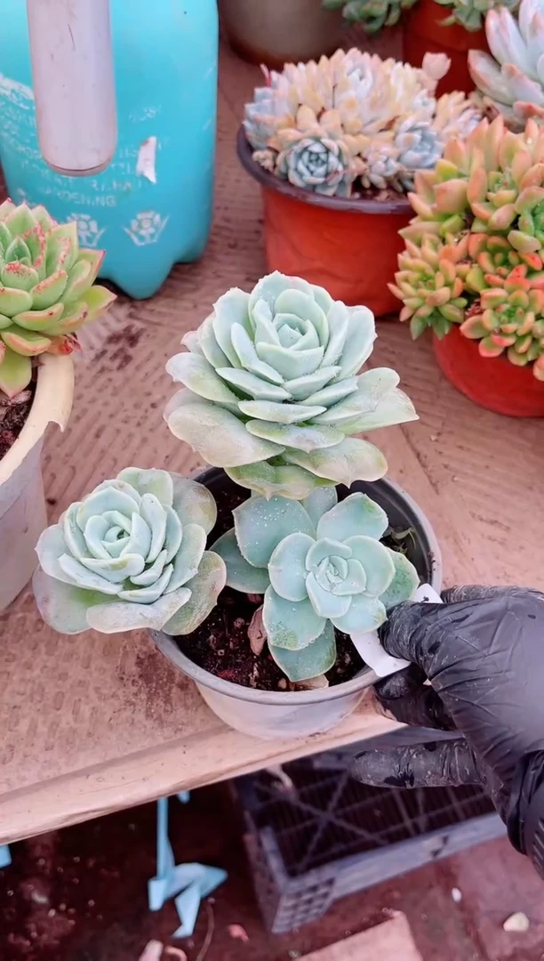 江**?多肉植物一物一拍23102