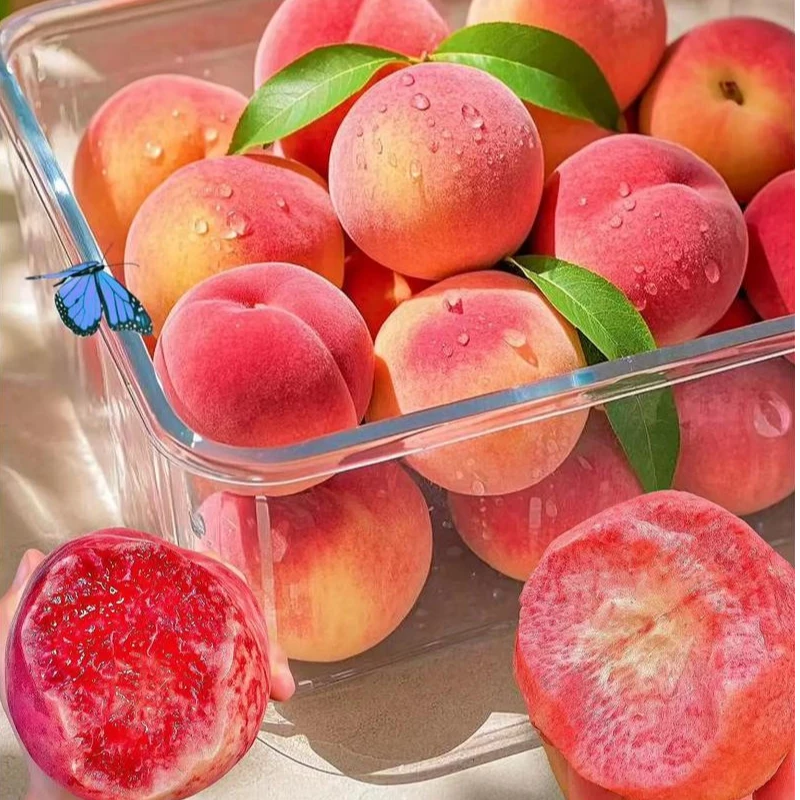 好吃的脆桃河北省