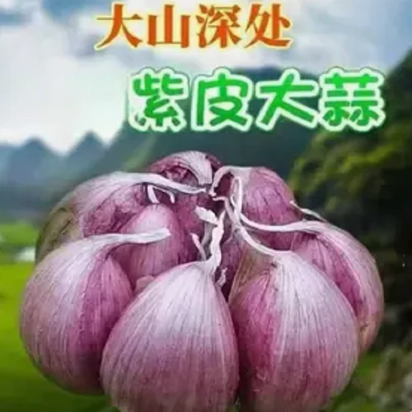 Z  2025年农家现挖现发新鲜大蒜紫皮蒜调味可做糖醋蒜5斤