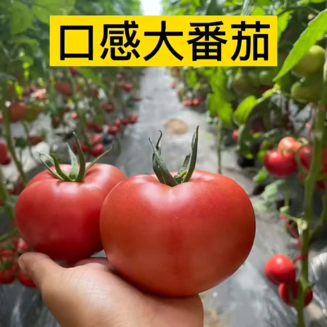 大果口感番茄苗株小时候的味道酸甜口阳台庭院采摘基地大棚可种