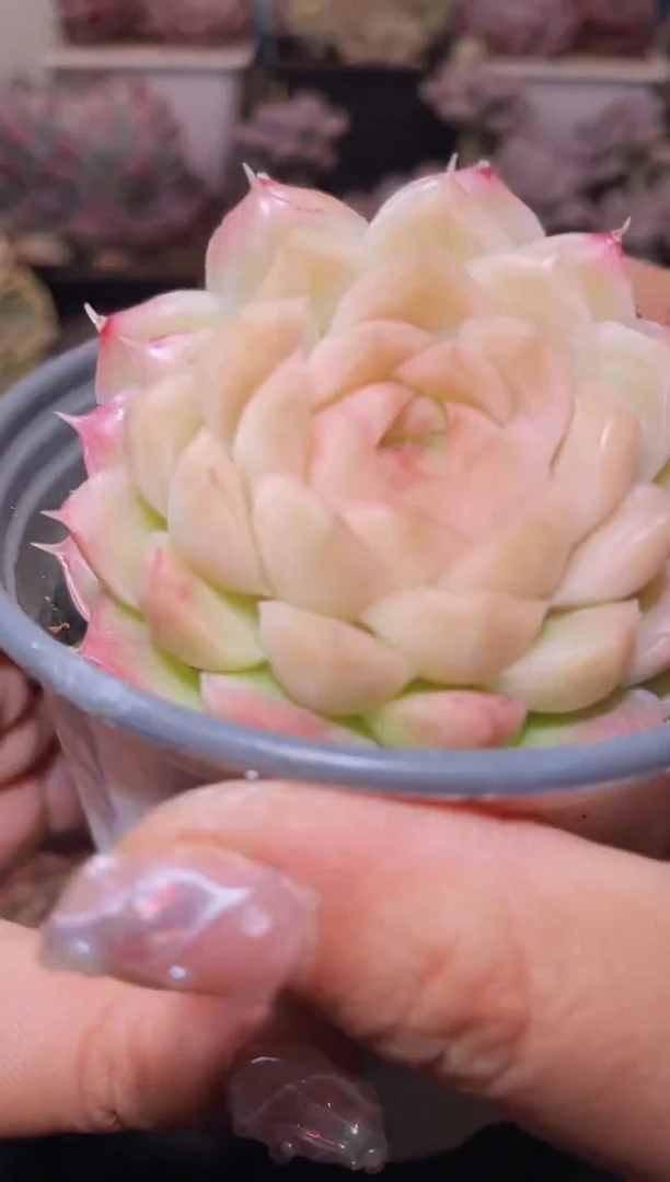 【闪购商品】418反基因