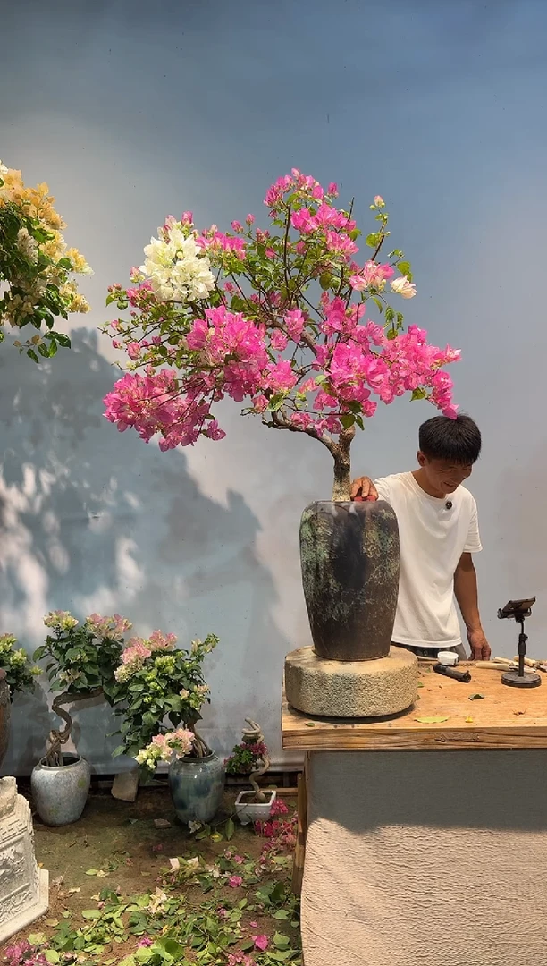 全部花朵小*三角梅37