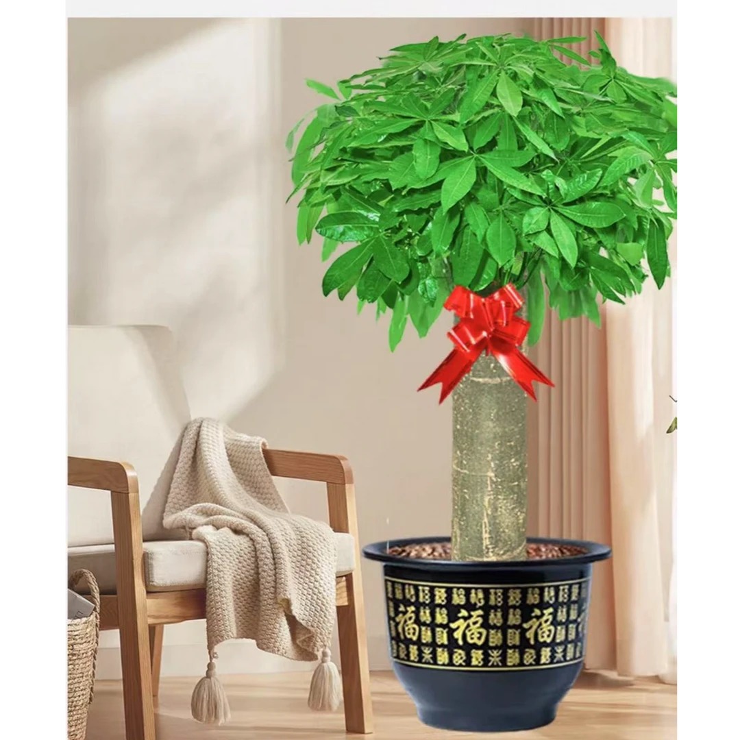 1.7-1.8米大象腿老桩落地发财树好看好养耐活室内居家办公室绿植