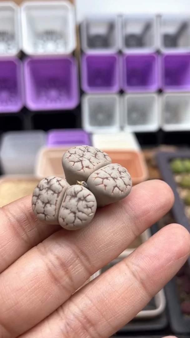 4511直播一物一拍