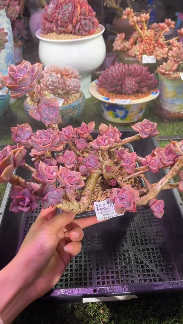 【闪购商品】00458