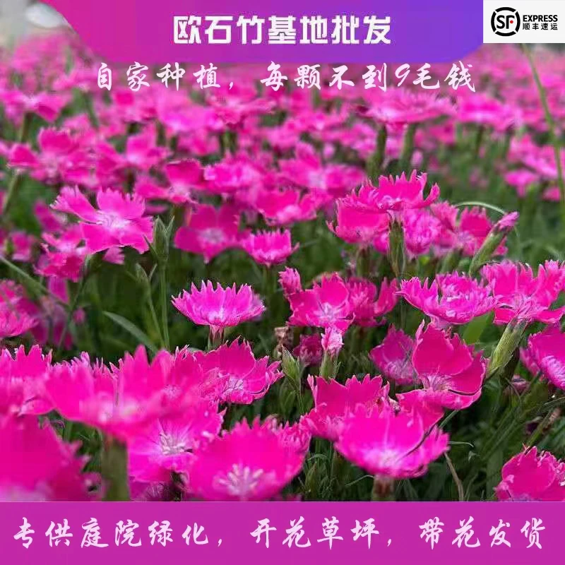 欧石竹粉贝花苗盆栽四季开花耐寒耐旱多年生庭院绿化宿根11厘米盆