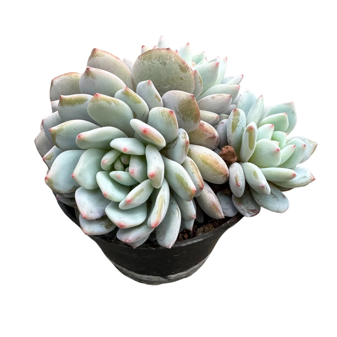 强子精品多肉星星橙小群生 多肉植物 精控精养 净化空气 美化环境