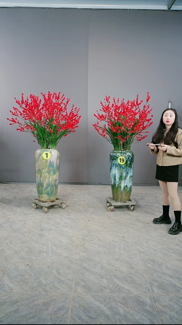 无花朵阿*北美冬青1号树形