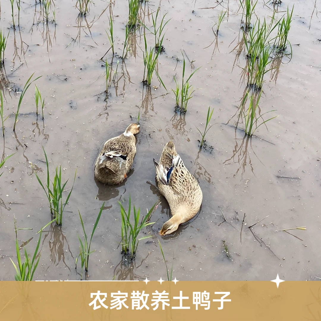 【村干部小罗推荐】四川犍为农家散养土鸭子老鸭子