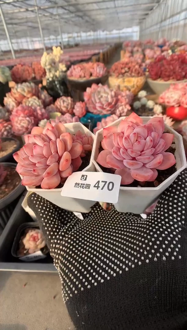 470星星橙多肉植物一物一拍2棵