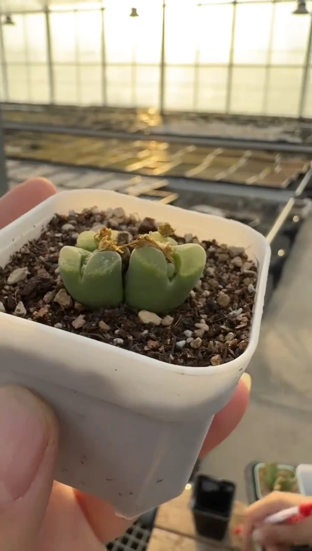 【闪购商品】3-70.