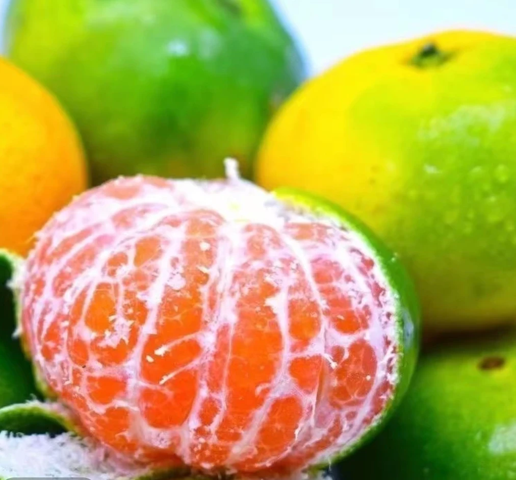 【当季现摘】寻乌蜜橘新鲜采摘【产地直发】橘子