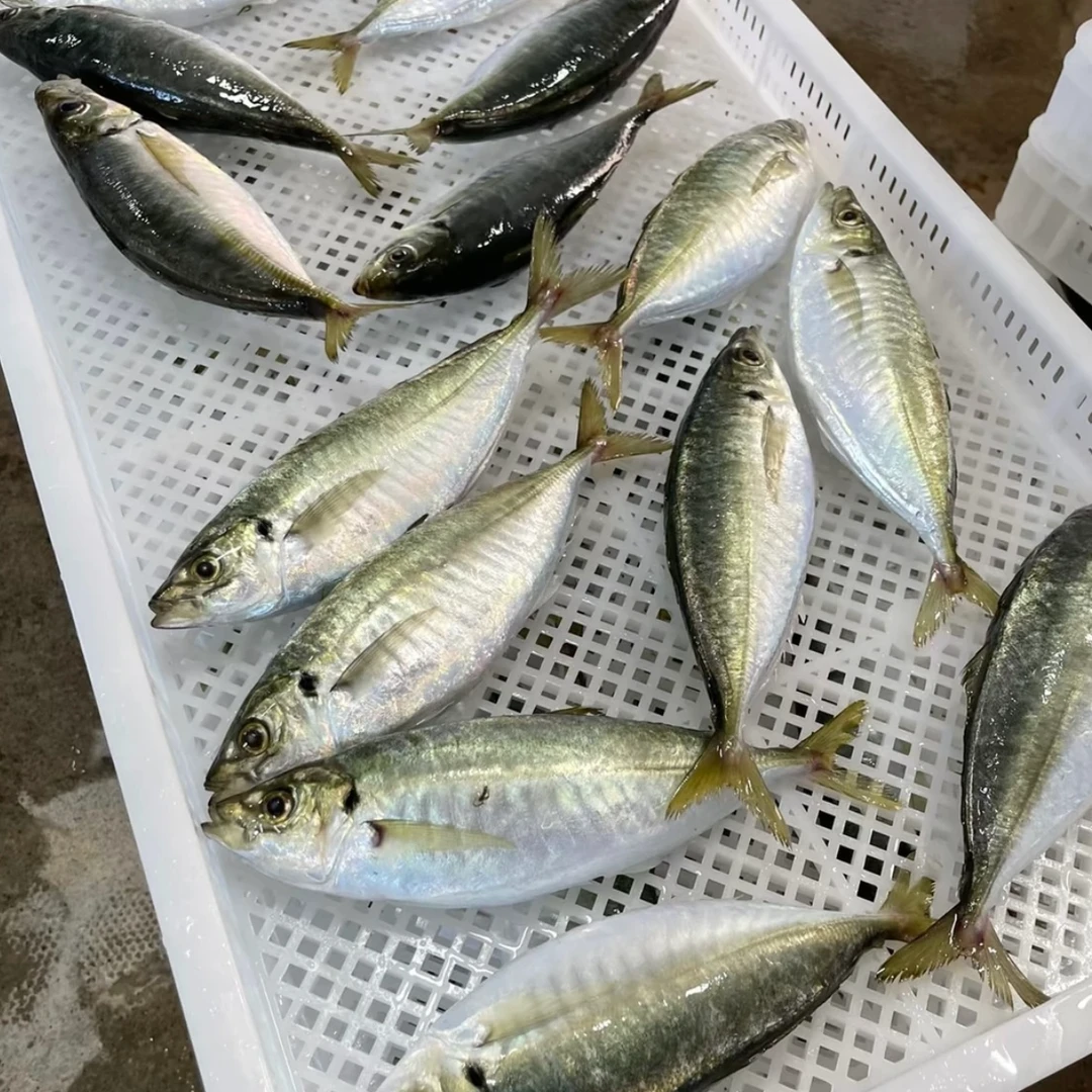 南海海域 野生 池鱼 巴浪鱼 顺丰包邮 码头直发