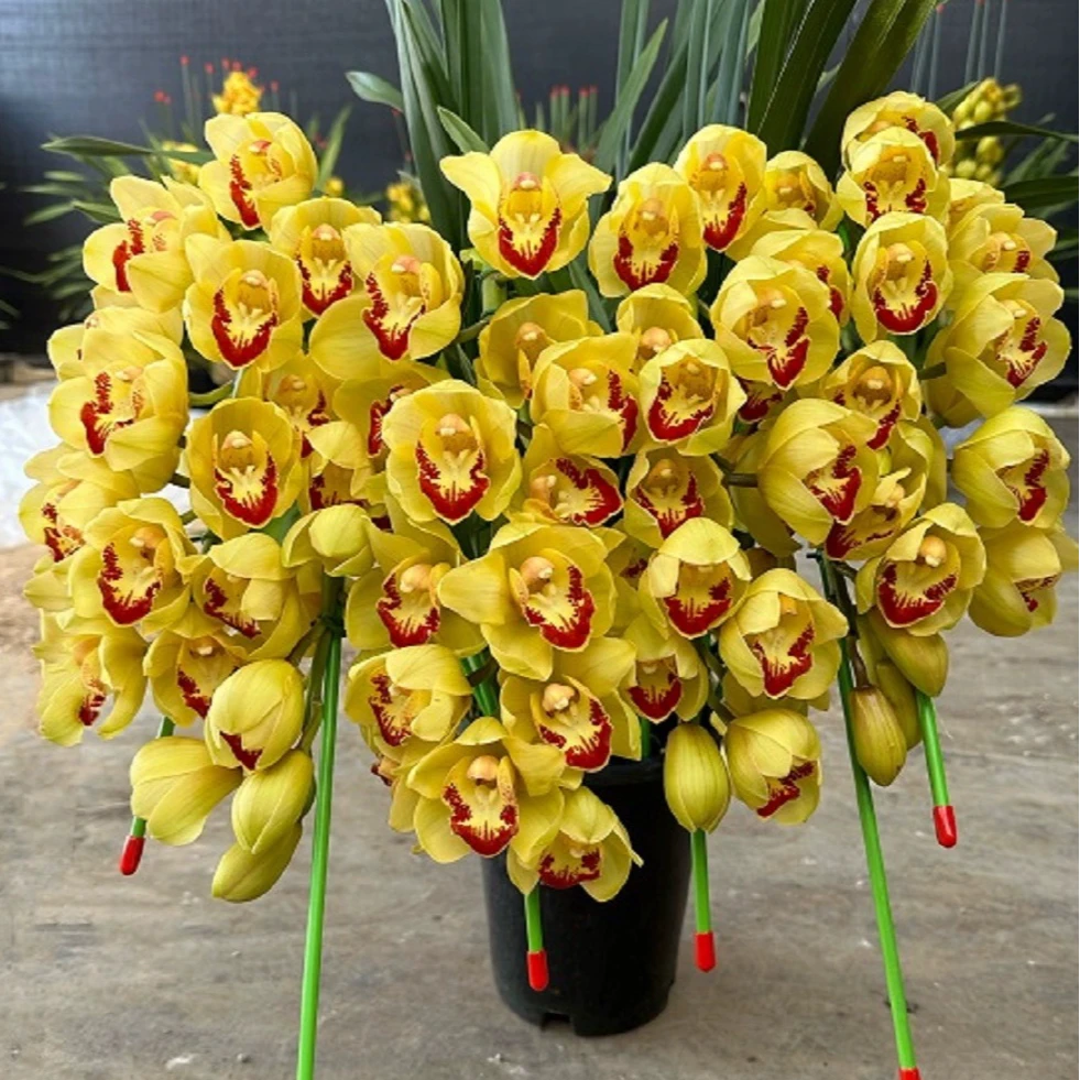 大花蕙兰黄金万两5花剑 拱兰 多年生云南基地直发室内高端花卉