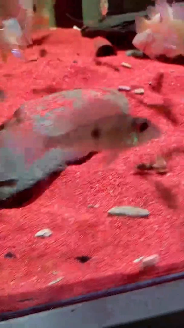 短鲷鱼钻石潘王3cm4条