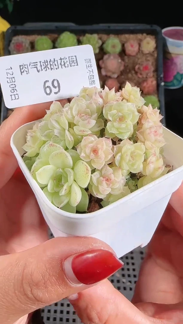 1206-69多肉群生不包整