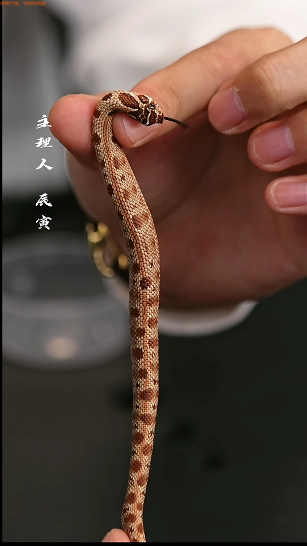 跳蛛辰寅爬行工作室/宠物蛇