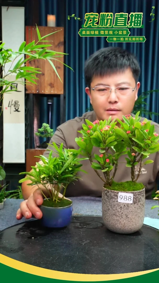 无花朵瑶*苔藓微景观988号