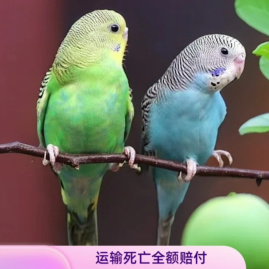 虎皮鹦鹉 可手养 可学话 可繁殖  亲人可爱活体鹦鹉