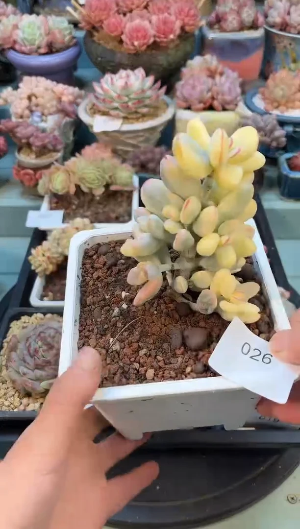 026小群乒乓锦多肉