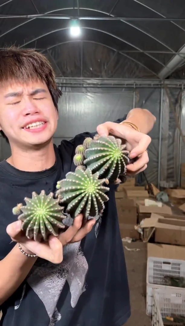 3颗 实生根 金刚彩草 6-9cm